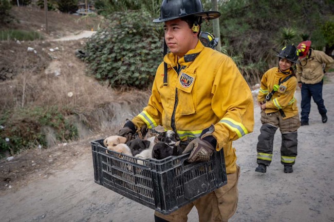 Rescatan a 10 perritos abandonados en Cañón de la Pedrera
