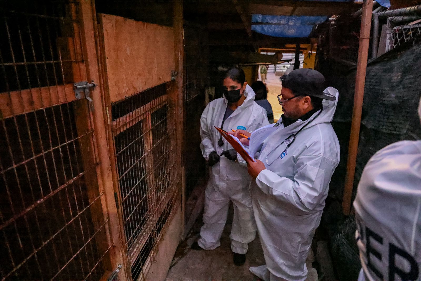 Coordinan rescate de 300 perros en condiciones de hacinamiento
