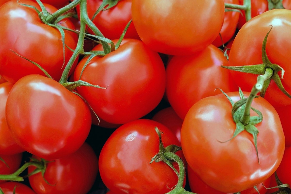 Este lunes entra en vigor arancel de 20.91% al tomate mexicano