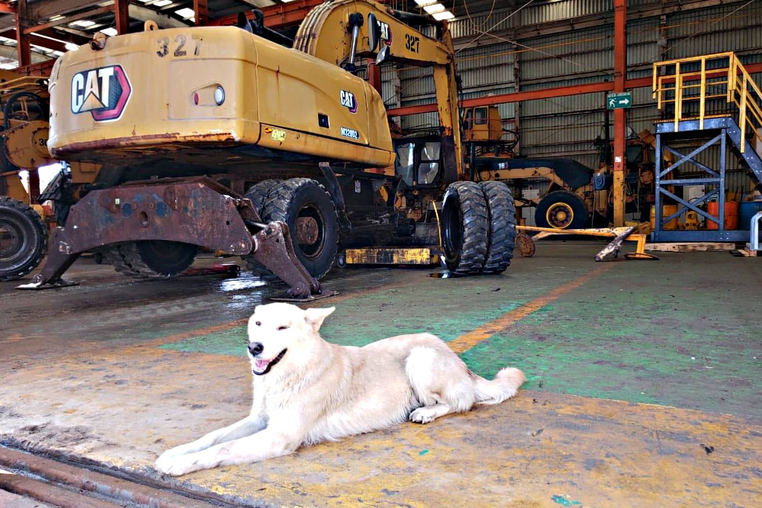 ESSA realizará acciones para controlar presencia de perros dentro de sus instalaciones