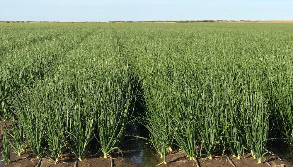 Cebollín principal hortaliza del Año Agrícola 2024-2025
